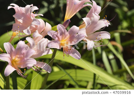 Daffodil flower Daffodil flower 47039916