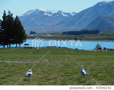 Lake Tekapo New Zealand Lake Tekapo New Zealand 47040258