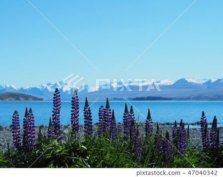 Lake Tekapo Lupine Spring Lake Tekapo Lupine Spring 47040342