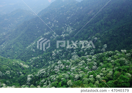 油桐花 油桐花 47040379