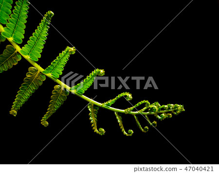 Freshness Fern leaf on black background Freshness Fern leaf on black background 47040421