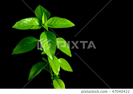 Fresh basil herbs and food ingredients Fresh basil herbs and food ingredients 47040422