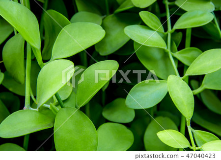 Dave leaves of ornamental plant background Dave leaves of ornamental plant background 47040423