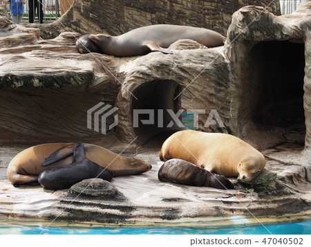 加州海獅 加州海獅 47040502