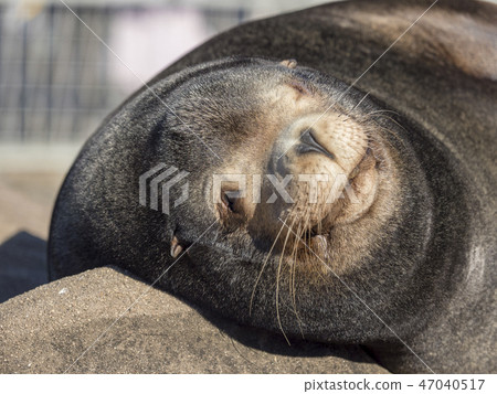 California sea lion 47040517