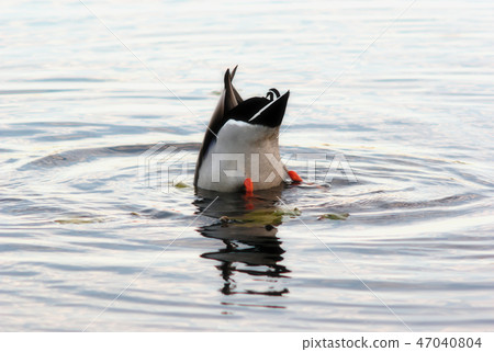 mallard duck diving in a pound 47040804