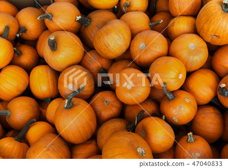 pumpkins at the market for halloween thanksgiving pumpkins at the market for halloween thanksgiving 47040833