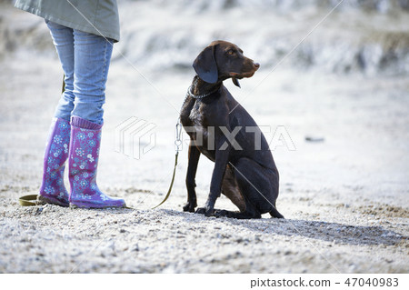 Woman training her dog Woman training her dog 47040983