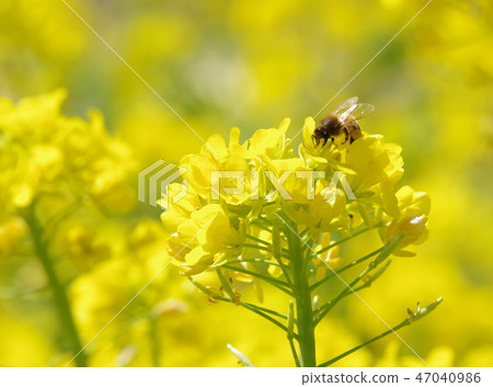 Rape blossoms and bees Rape blossoms and bees 47040986