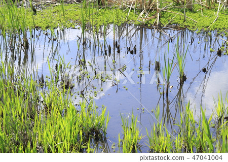 Fresh green wetland 47041004