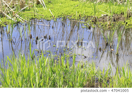 Fresh green wetland 47041005