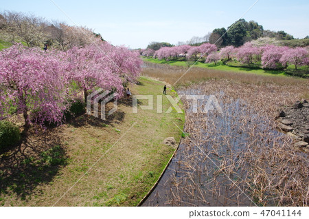 Hill of Hokuriku Fudoki 47041144