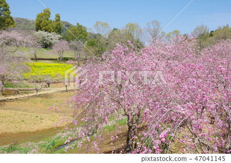 Hill of Hokuriku Fudoki 47041145