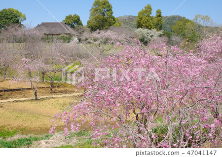 Hill of Hokuriku Fudoki 47041147