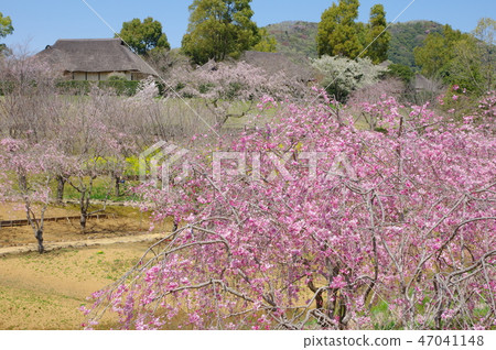 Hill of Hokuriku Fudoki 47041148