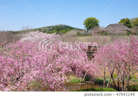 Weeping cherry trees in full bloom at Hitachi Fudoki Hill (Ishioka City, Ibaraki Prefecture) 47041149