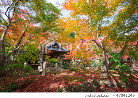 京都高知寺秋葉 京都高知寺秋葉 47041249