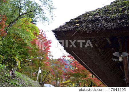<Autumn leaves> Koarashikei Momiji Ginkgo Ginkgo <Autumn leaves> Koarashikei Momiji Ginkgo Ginkgo 47041295