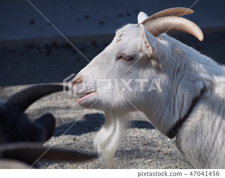 Profile of the goat Profile of the goat 47041456