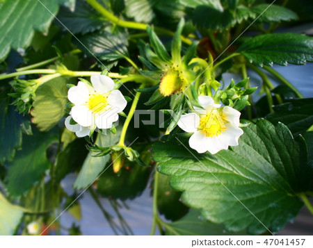 Strawberry flowers 47041457