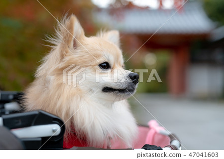 A dog watching from a shrine pet car (a mix of Chihuahua and Pomeranian dogs) 47041603