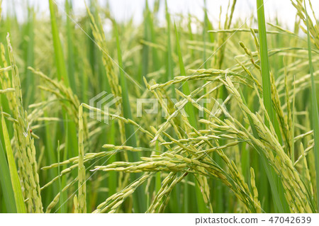 Green rice paddy on rice plant Green rice paddy on rice plant 47042639