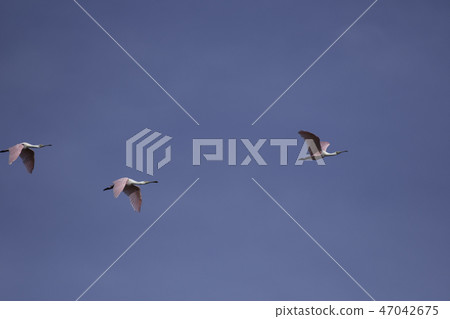 Blue Heron Flying Aransas Blue Heron Flying Aransas 47042675