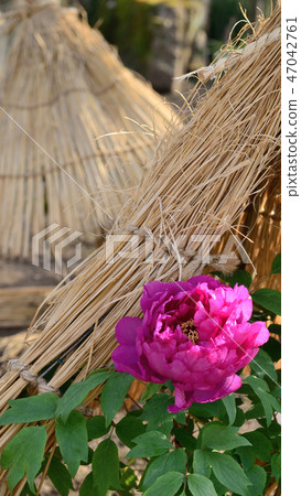 Winter button 47042761