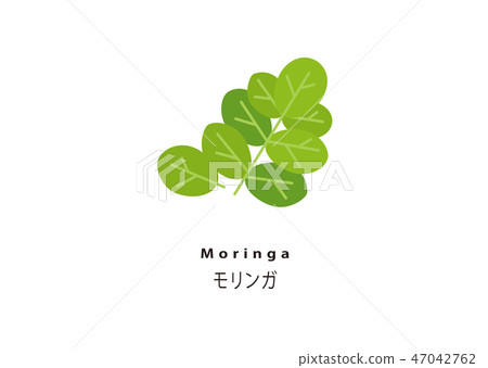 Popular Super Food / Moringa 47042762