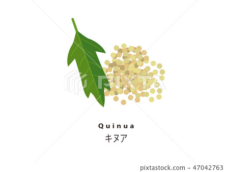 Popular Super Food / Quinua 47042763