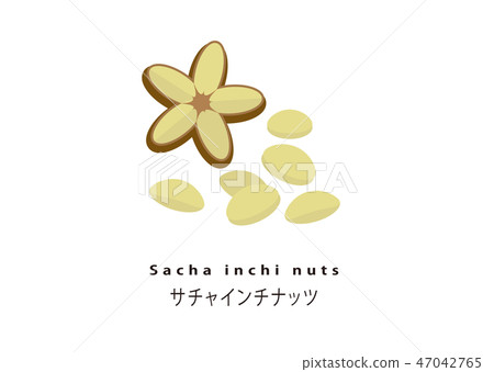 流行的超級食物/ sacha英寸堅果 47042765