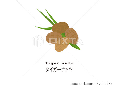 受歡迎的超級食物/老虎堅果 受歡迎的超級食物/老虎堅果 47042768