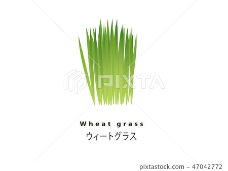 Popular Super Food / Wheatgrass Popular Super Food / Wheatgrass 47042772