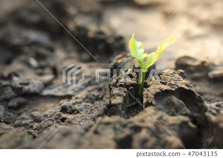 New life of trees by germination.  47043135