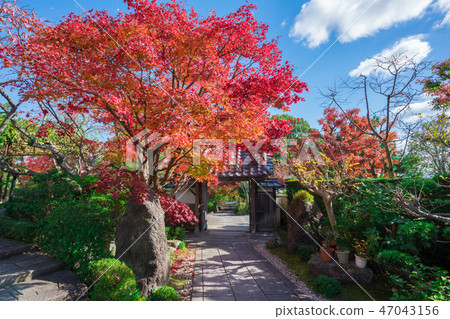 Autumn leaves of Kyoto Shohoji 47043156