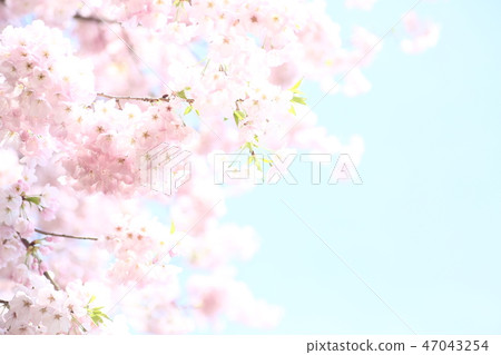 發光在藍天的桃紅色櫻花 47043254