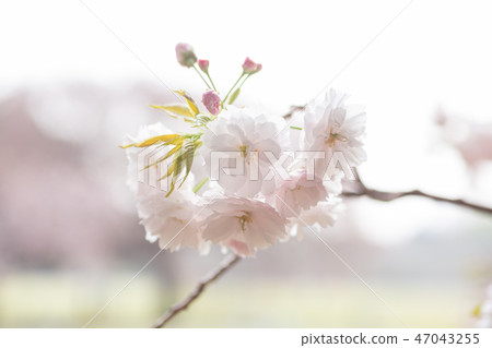 淡粉色雙櫻花和芽 47043255