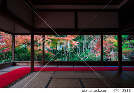 Autumn leaves of the Kyoto Horse-Episode Autumn leaves of the Kyoto Horse-Episode 47043518