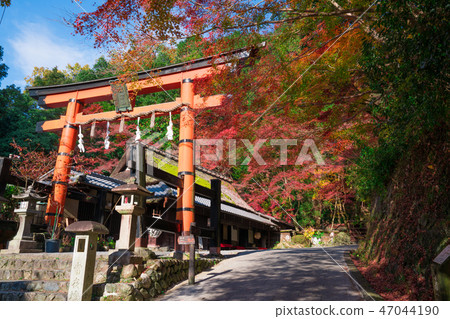 Autumn leaves of Kyoto Saga Torii Autumn leaves of Kyoto Saga Torii 47044190