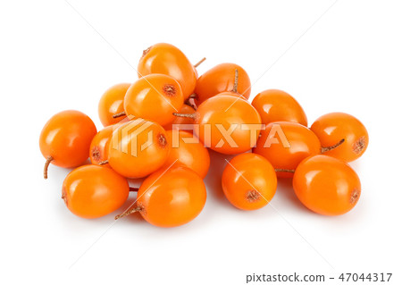 Sea buckthorn. Fresh ripe berry isolated on white background macro Sea buckthorn. Fresh ripe berry isolated on white background macro 47044317