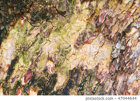 tree bark texture pattern. wood rind background tree bark texture pattern. wood rind background 47044644