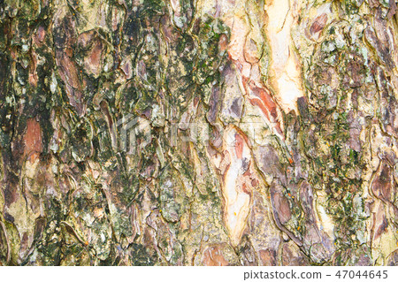 tree bark texture pattern. wood rind background 47044645