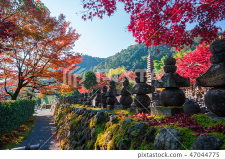 Autumn leaves of Kyoto Akashino Nembutsu-ji Temple 47044775