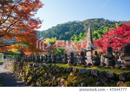 Autumn leaves of Kyoto Akashino Nembutsu-ji Temple 47044777