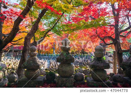 Autumn leaves of Kyoto Akashino Nembutsu-ji Temple 47044778