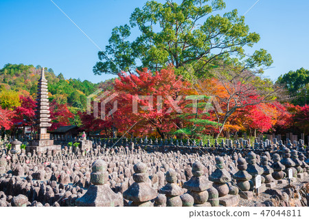 Autumn leaves of Kyoto Akashino Nembutsu-ji Temple Autumn leaves of Kyoto Akashino Nembutsu-ji Temple 47044811