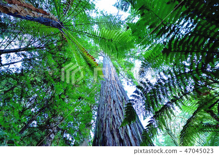 Rotorua Redwood Forest Forest Rotorua Redwood Forest Forest 47045023