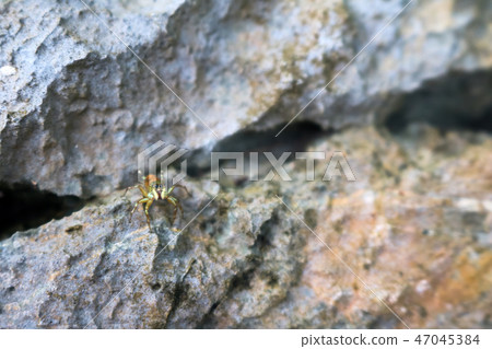 Jumping spiders in the garden 47045384