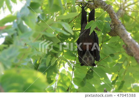 Wild animal, Malaysian flying fox under bushes Wild animal, Malaysian flying fox under bushes 47045388