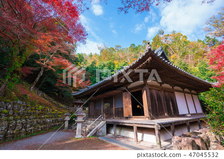 京都愛知Nembutsu-ji年度千佛紅葉和秋葉 47045532